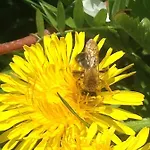 Gertrud * Markkleeberg
