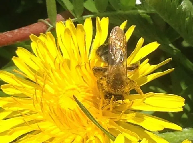 Gertrud * Марклеберг